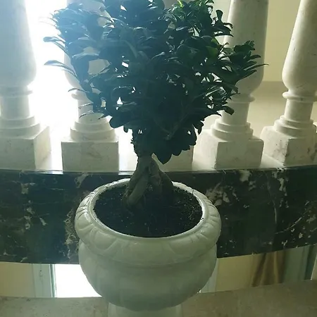 Luxury Mansion